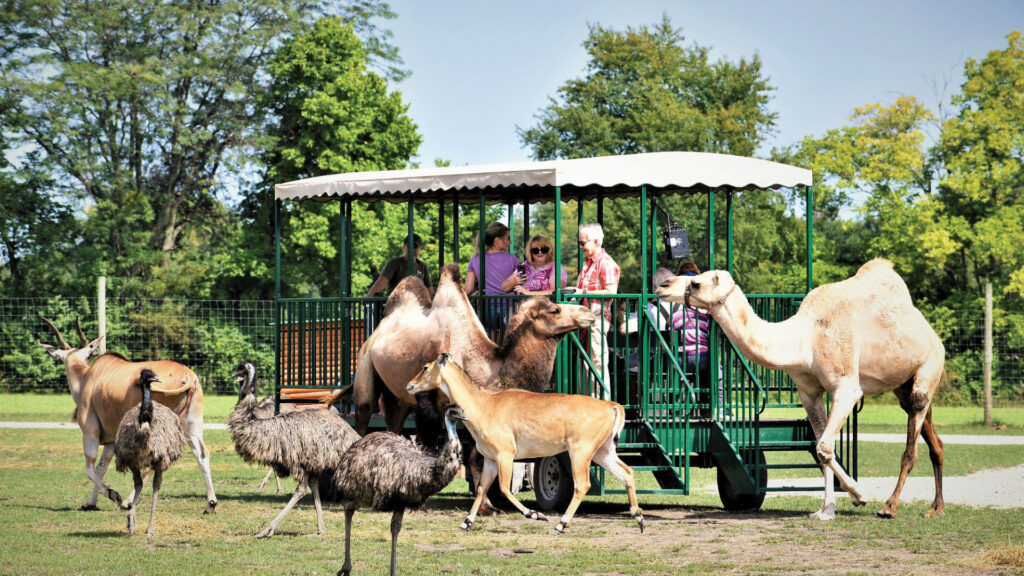 A group of people ride in an open tram as camels, emus, and antelope gather around them in a grassy area.