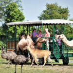 A group of people ride in an open tram as camels, emus, and antelope gather around them in a grassy area.