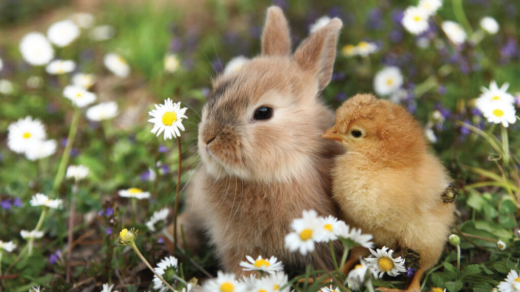 A fluffy bunny and a chick sitting together in a field of daisies.
