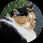 Close-up of a calico cat lying down outdoors on the grass, seen through a circular frame.