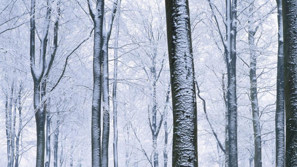 Snow-covered trees in a serene winter forest, with bare branches and a white landscape.