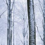 Snow-covered trees in a serene winter forest, with bare branches and a white landscape.