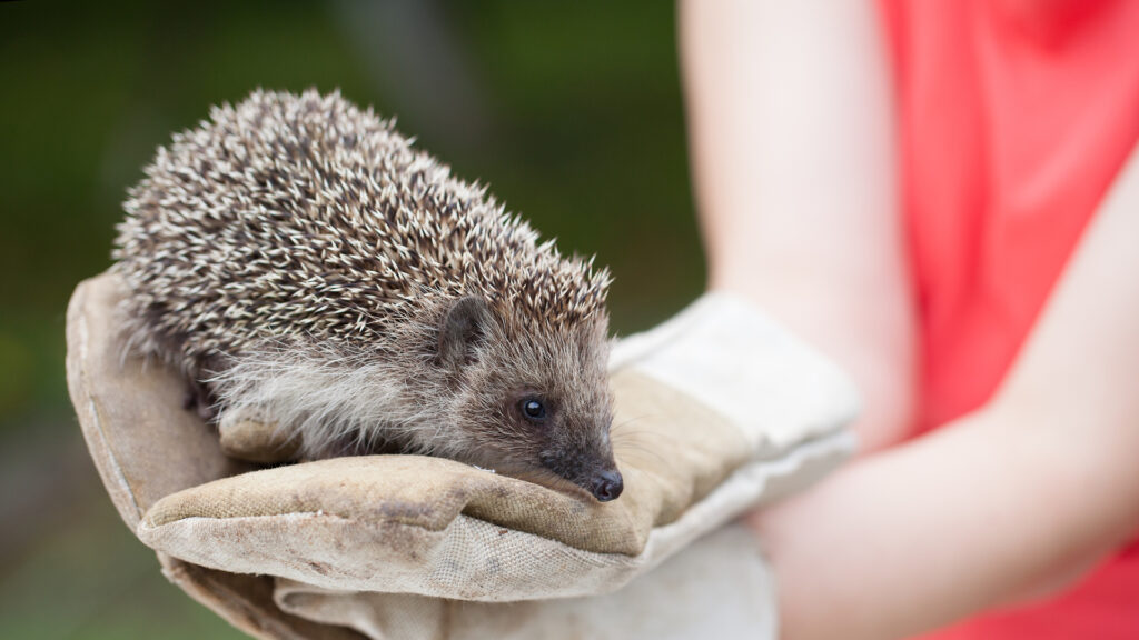 A person wearing gloves holds a small hedgehog outside, with greenery in the blurred background.