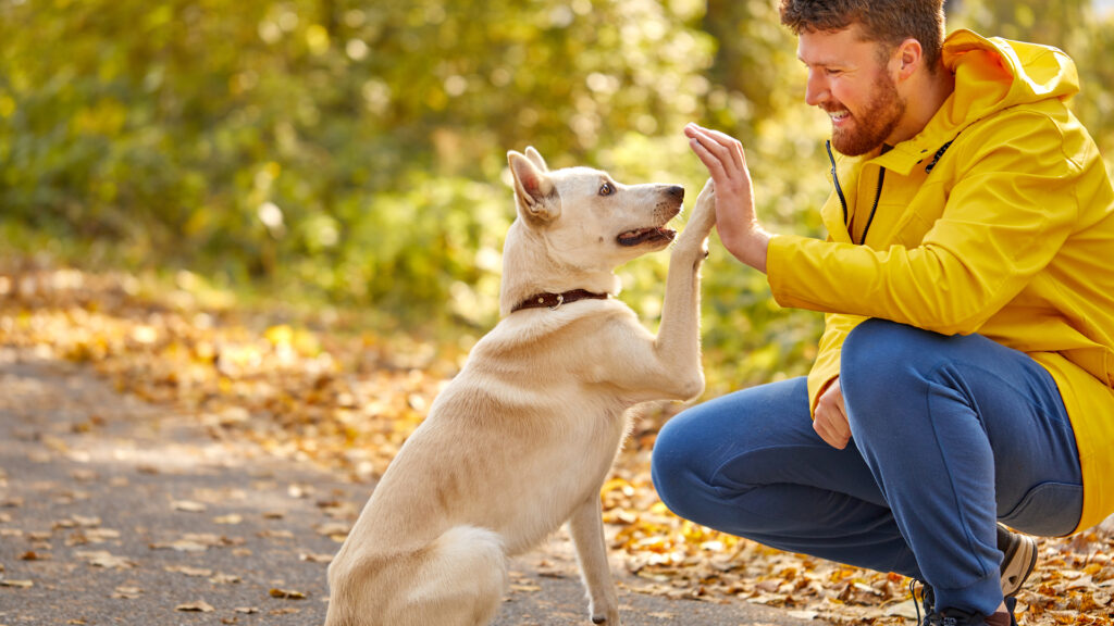 Man in yellow jacket high-fiving a sitting dog on a leaf-covered path in a park.