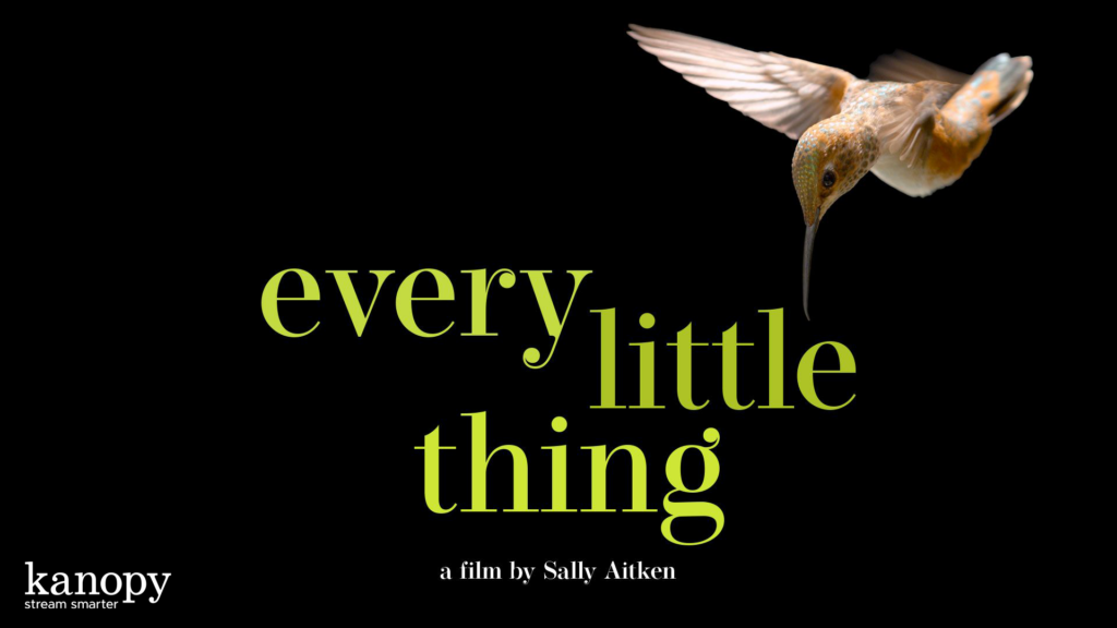 A hummingbird hovers next to green text that reads "every little thing" on a black background.