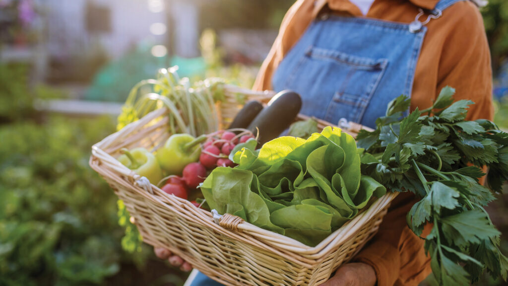 Person holding a basket of fresh vegetables, including lettuce, radishes, zucchini, and herbs in a garden.