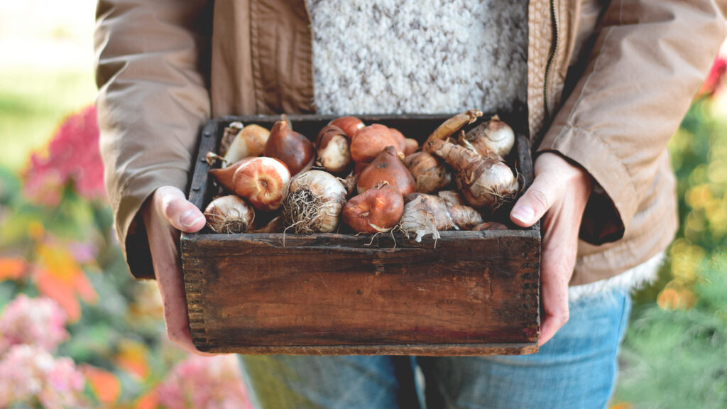 Person holding a wooden box filled with assorted flower bulbs, wearing a brown jacket and blue jeans.