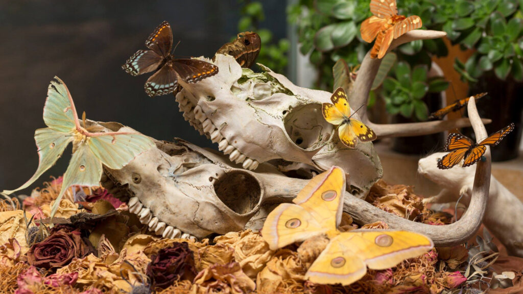 Butterflies perch on two animal skulls and antlers surrounded by dried leaves and flowers with greenery in the background.