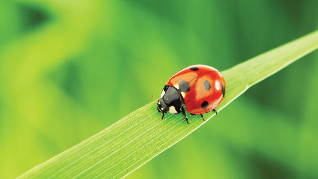 A ladybug with black spots crawls on a green blade of grass against a blurred green background.