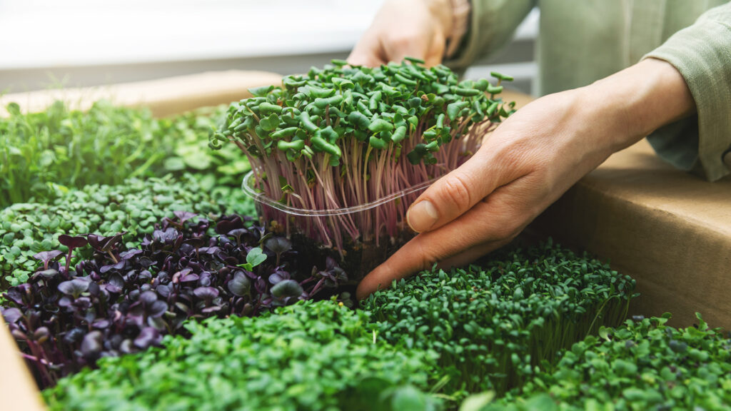 A person harvesting assorted microgreens with their hands from a box.