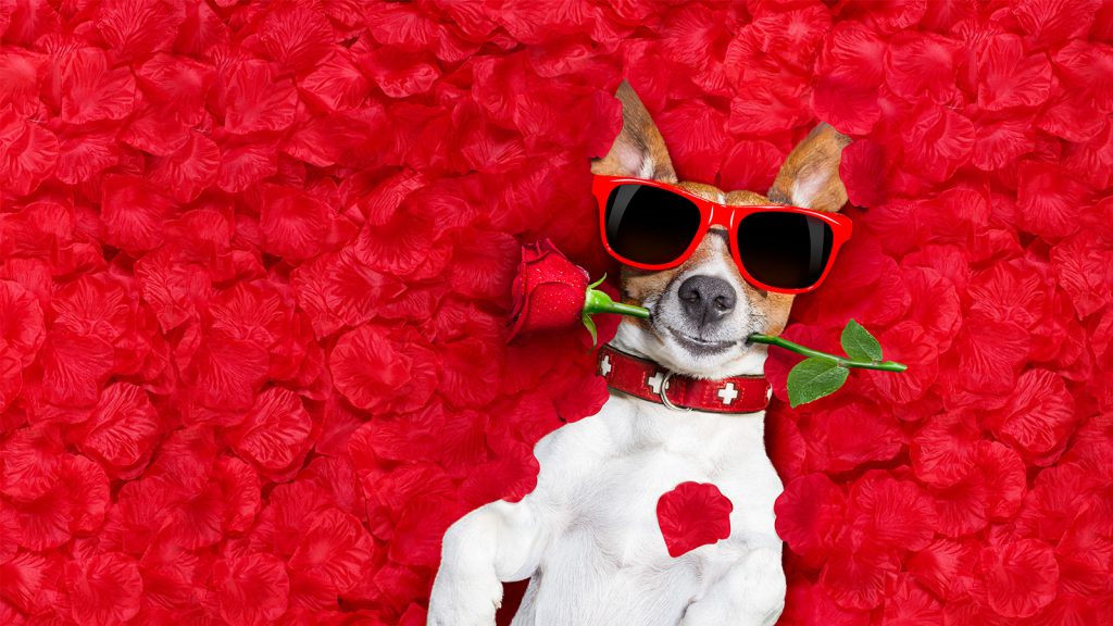 A dog wearing red sunglasses, holding a rose in its mouth, lying on red petals with a heart shape on its fur.