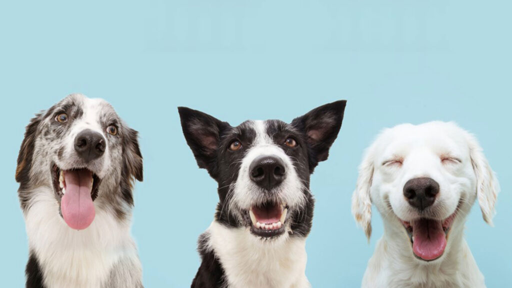 Three dogs sitting side by side against a blue background, all smiling with tongues out.