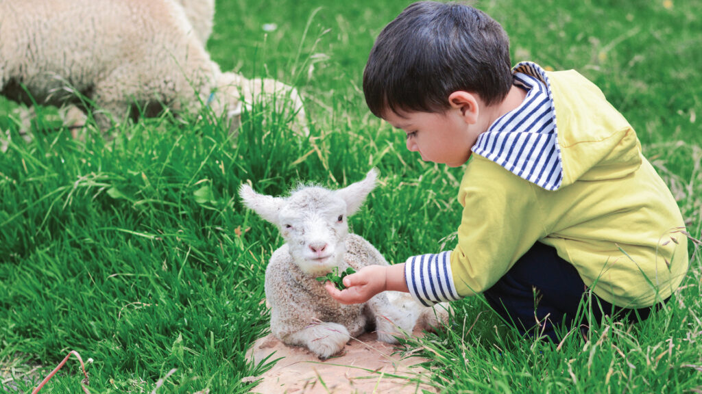 A young child feeds grass to a small lamb while sitting together on green grass outdoors.