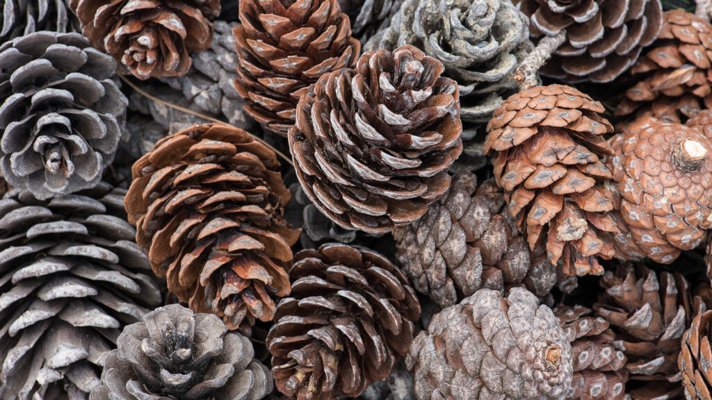 A close-up view of assorted pine cones in shades of brown and gray, clustered together.