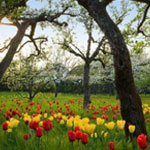 A field of red and yellow tulips in bloom beneath the branches of blossoming trees on a sunny day.