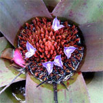 Close-up of a bromeliad plant with red central spikes and small white-petaled flowers.