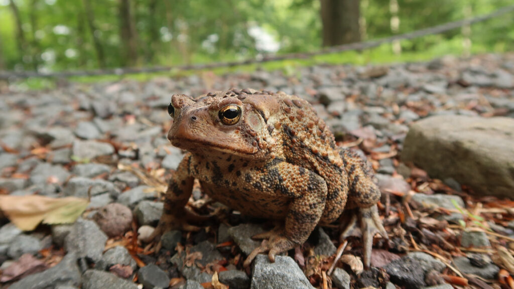 Close-up of a toad with bumpy skin sitting on a gravelly ground with green trees in the background.