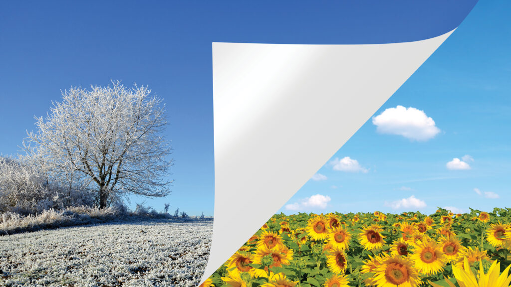 A frosty winter scene is peeled back to reveal a bright summer field of sunflowers under a blue sky.